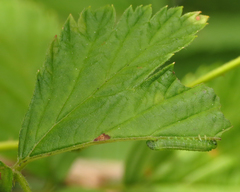 Pristiphora pallidiventris
