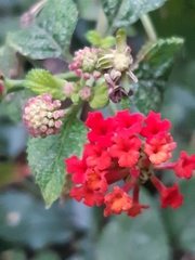 Lantana