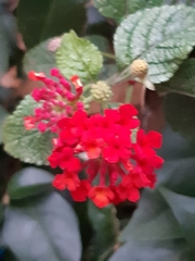 Lantana