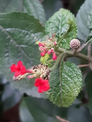 Lantana