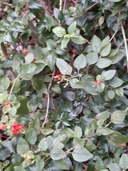Lantana