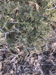 Condalia warnockii