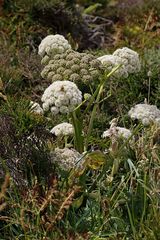 Daucus carota gummifer