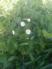 Anthemis chia