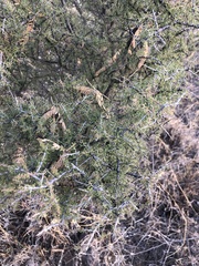 Condalia warnockii