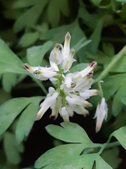 Fumaria capreolata