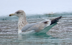 Larus argentatus