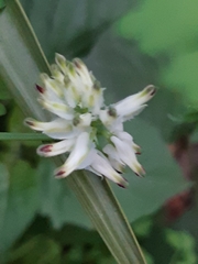 Fumaria capreolata