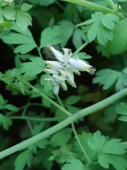 Fumaria capreolata