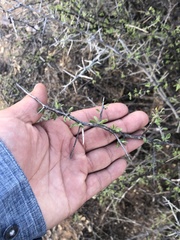 Condalia warnockii