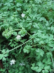 Fumaria capreolata