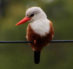 Halcyon leucocephala acteon
