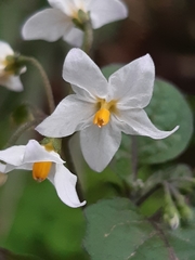 Solanum