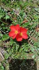 Hypseocharis pimpinellifolia