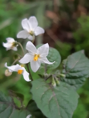 Solanum