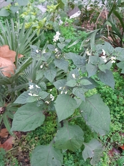 Solanum