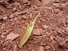 Lilieae