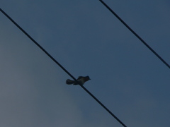 Myiagra rubecula