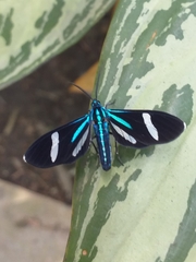 Mydromera notochloris