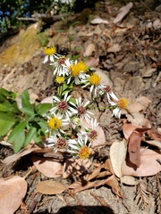 Eurybia radulina