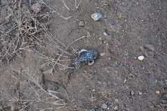 Bufotes viridis viridis