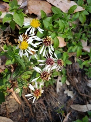 Eurybia radulina
