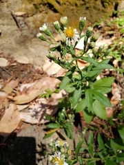Eurybia radulina