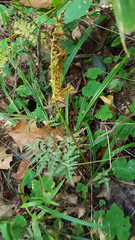 Sceptridium dissectum dissectum