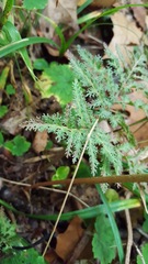 Sceptridium dissectum dissectum