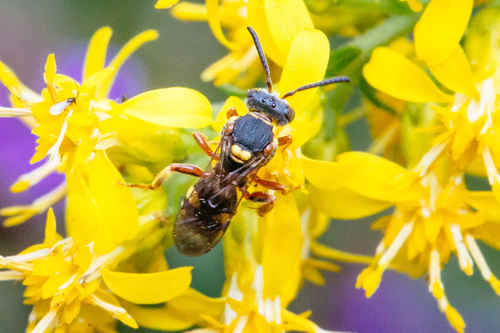 Placid Cuckoo Nomad Bee