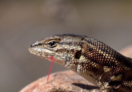 East Iberian Psammodromus, Teruel, Aragón, ES, photo 10 of 10