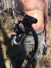 Coluber constrictor helvigularis