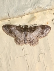 Hydrelia condensata
