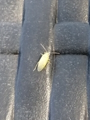 Tropidosteptes