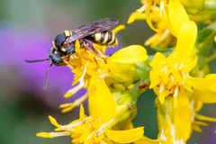 Nomada placida