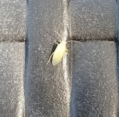 Tropidosteptes