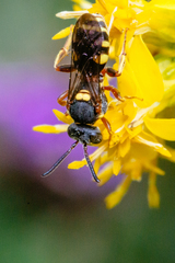 Nomada placida