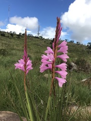 Watsonia densiflora