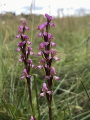Disperis tysonii