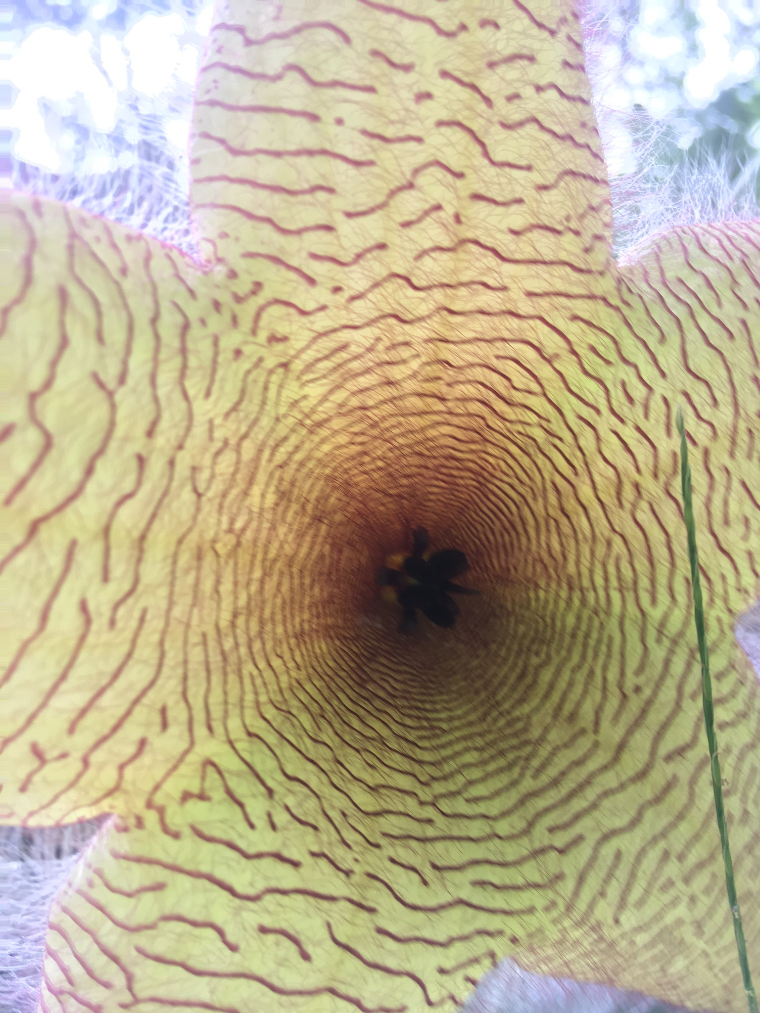 Stapelia nobilis N.E.Br. 2