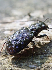 Elaphrus cupreus