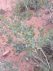 Psorothamnus fremontii