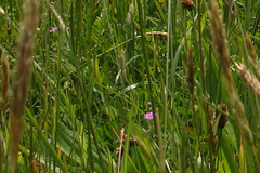 Erodium acaule