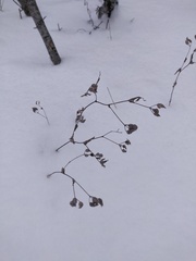 Bupleurum rotundifolium