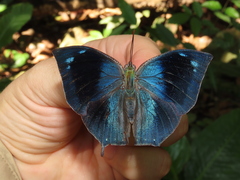 Memphis moruus