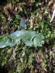 Lunularia cruciata