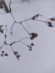 Bupleurum rotundifolium