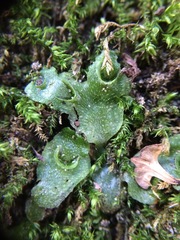 Lunularia cruciata