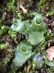 Lunularia cruciata