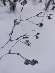 Bupleurum rotundifolium